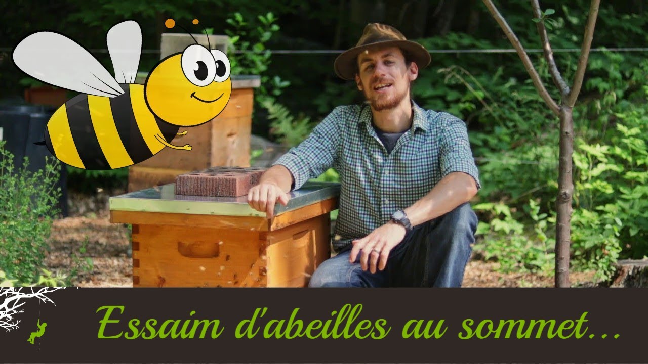 20,000 Abeilles dans mon arbre! | Un arboriste capture un essaim.
