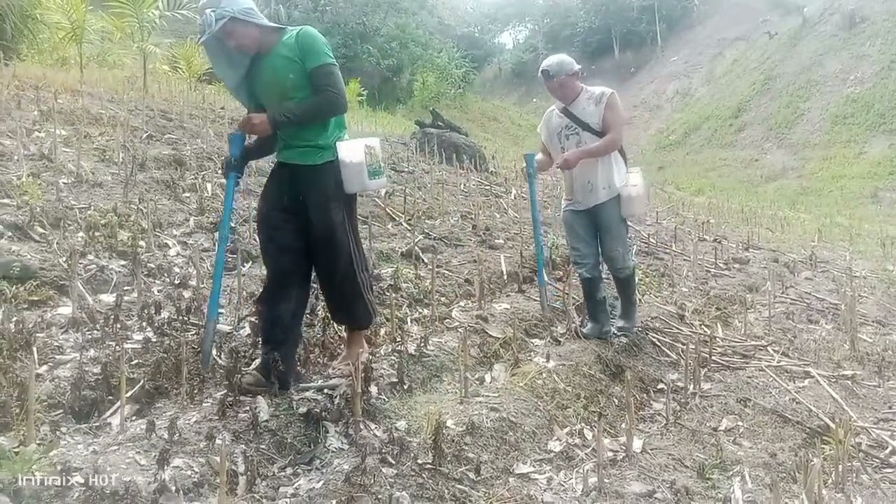 pvc pipe gamit sa pagtatanim ng mais @charleslumauig2738 @icbmixvlog6772