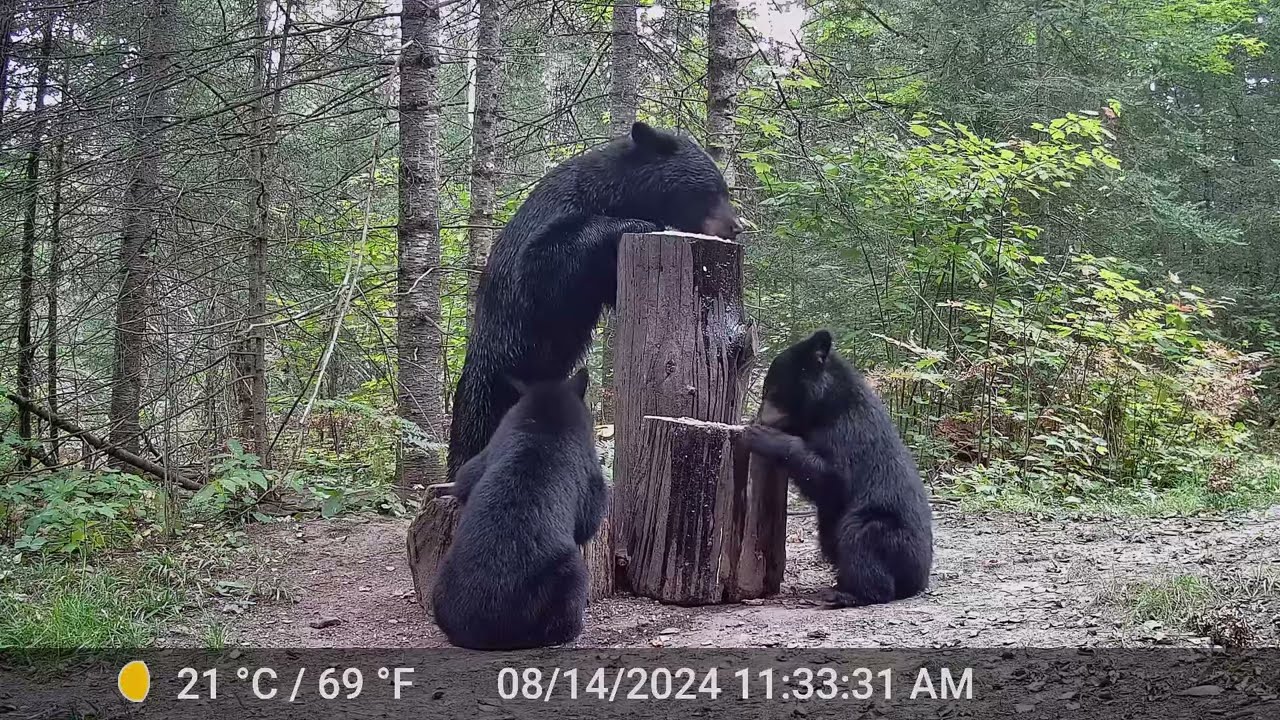 Trail Cam - Bear and Cubs, Deer, Fox, Raccoon