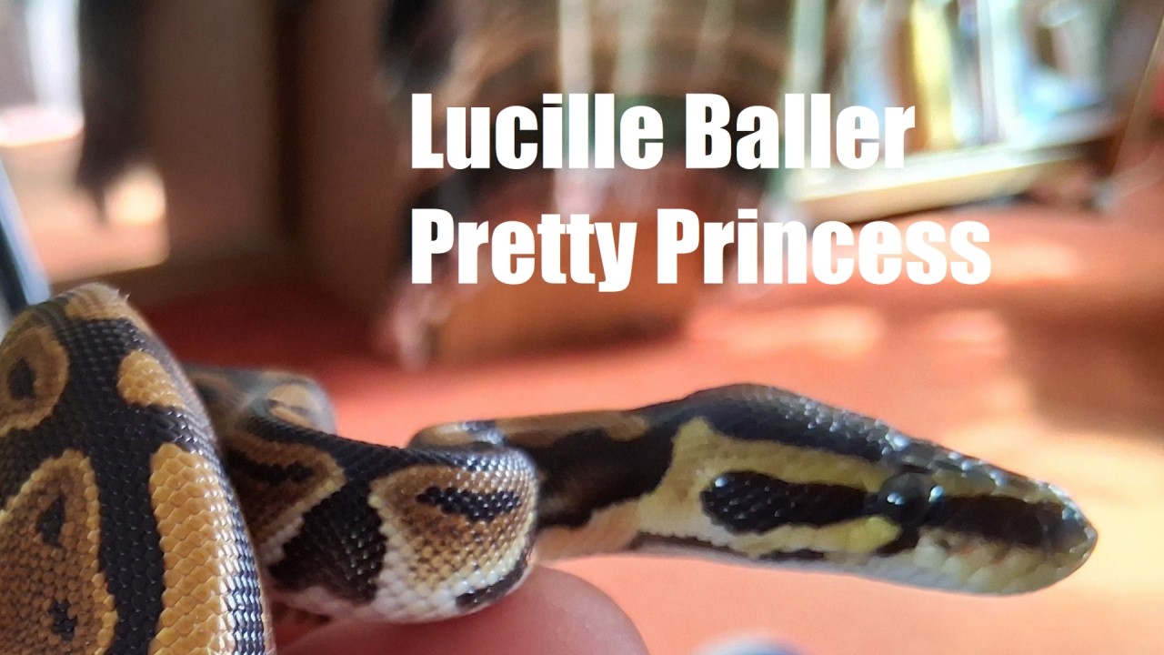Nefertitiański nabab &bdquo;Lucille Baller&rdquo; Host Mouse, Party Of One