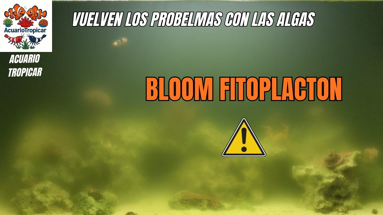 Bloom Fitoplacton | Algas Acuario Marino| Acuario Marino desde 0 100 litros