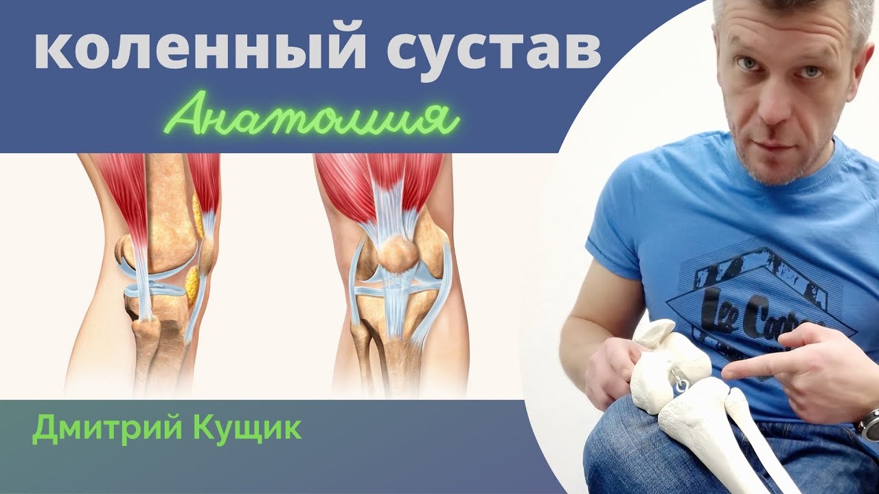 КОЛЕННЫЙ СУСТАВ | Анатомия колена | Кинезиолог Дмитрий Кущик
