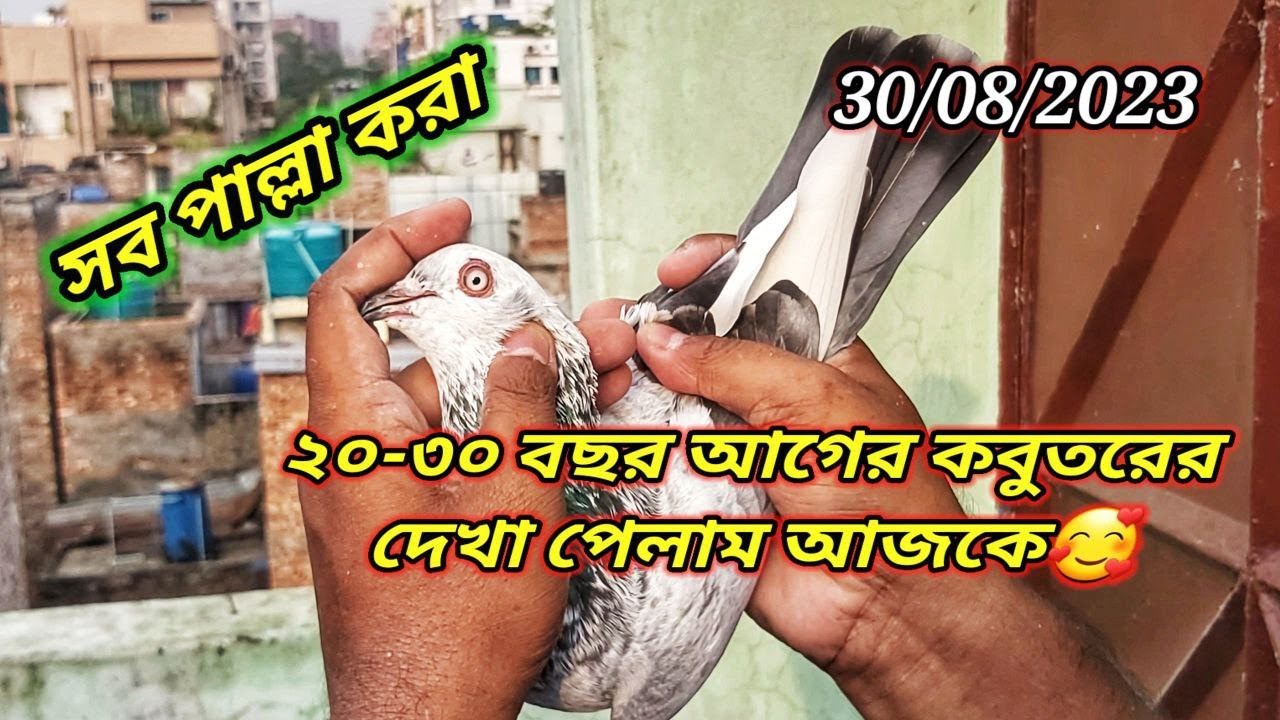 নতুন যুগে আদি কালের কবুতর 🥰 | Miraj Pigeon
