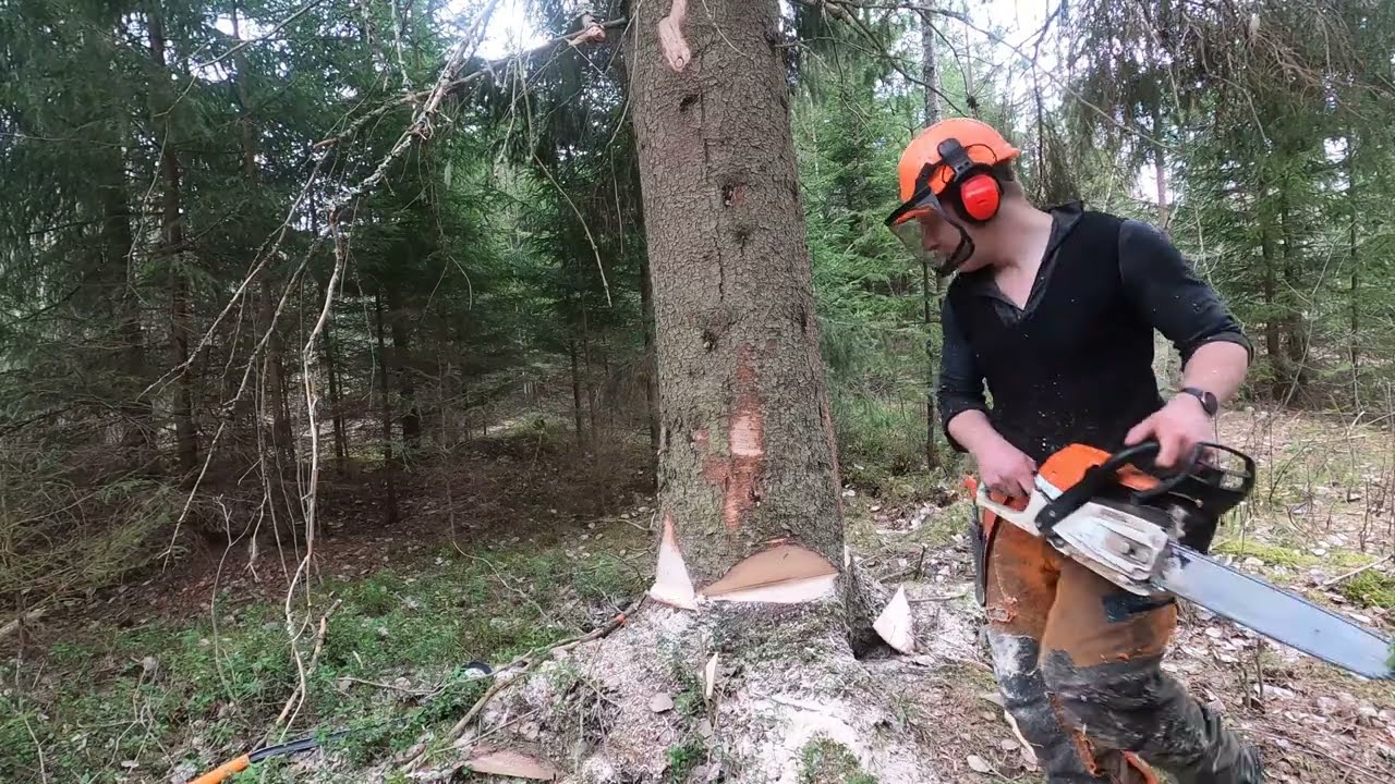 Harvinaista herkkua metsurille, oikeasti järeäpuustoinen hakkuu