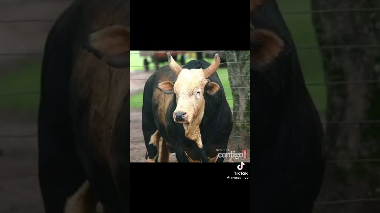 touro bandido contando sua história (top demais!!!)