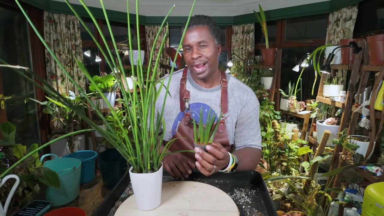 Как выращивать африканскую сансевиерию цилиндрическую (Dracaena angolensis)