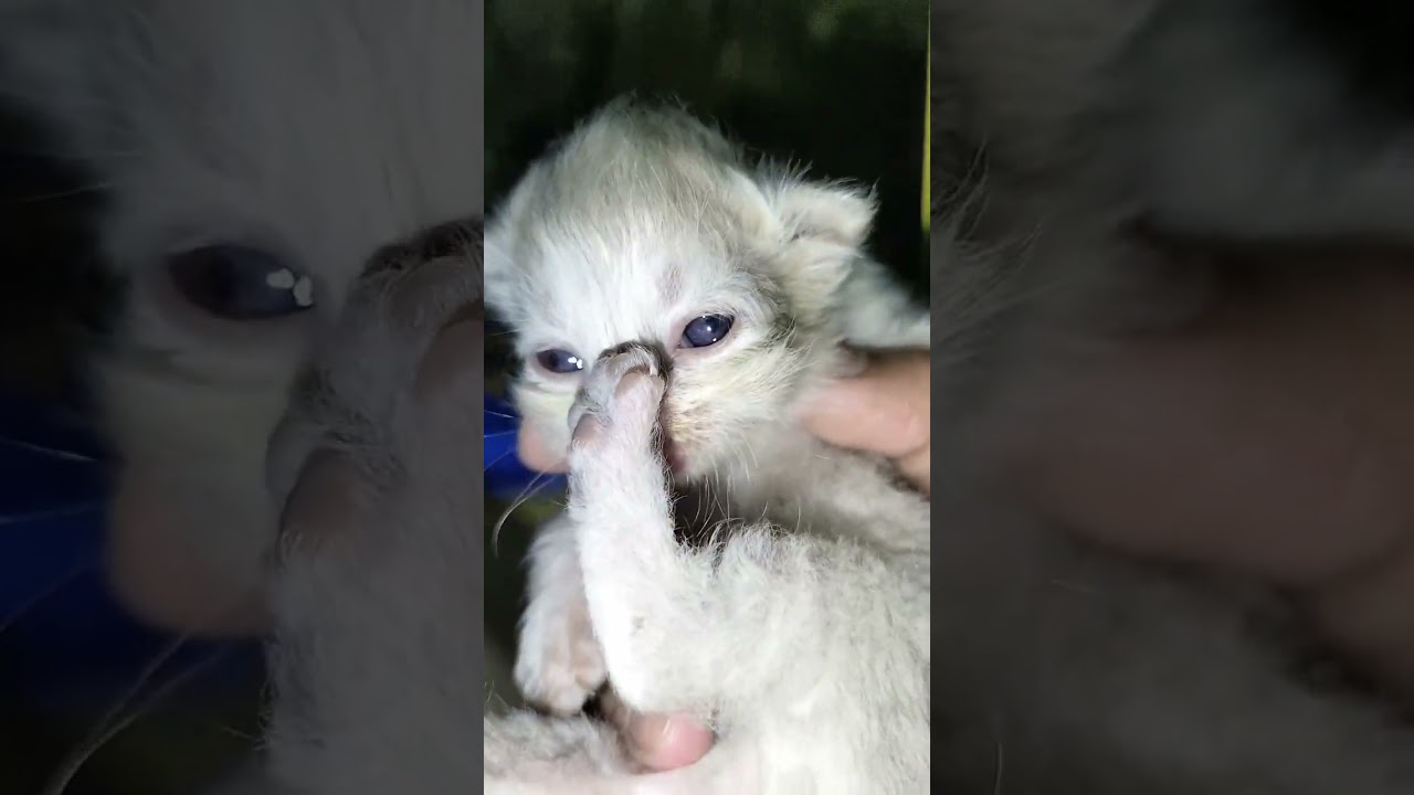 ##cute little kitten's