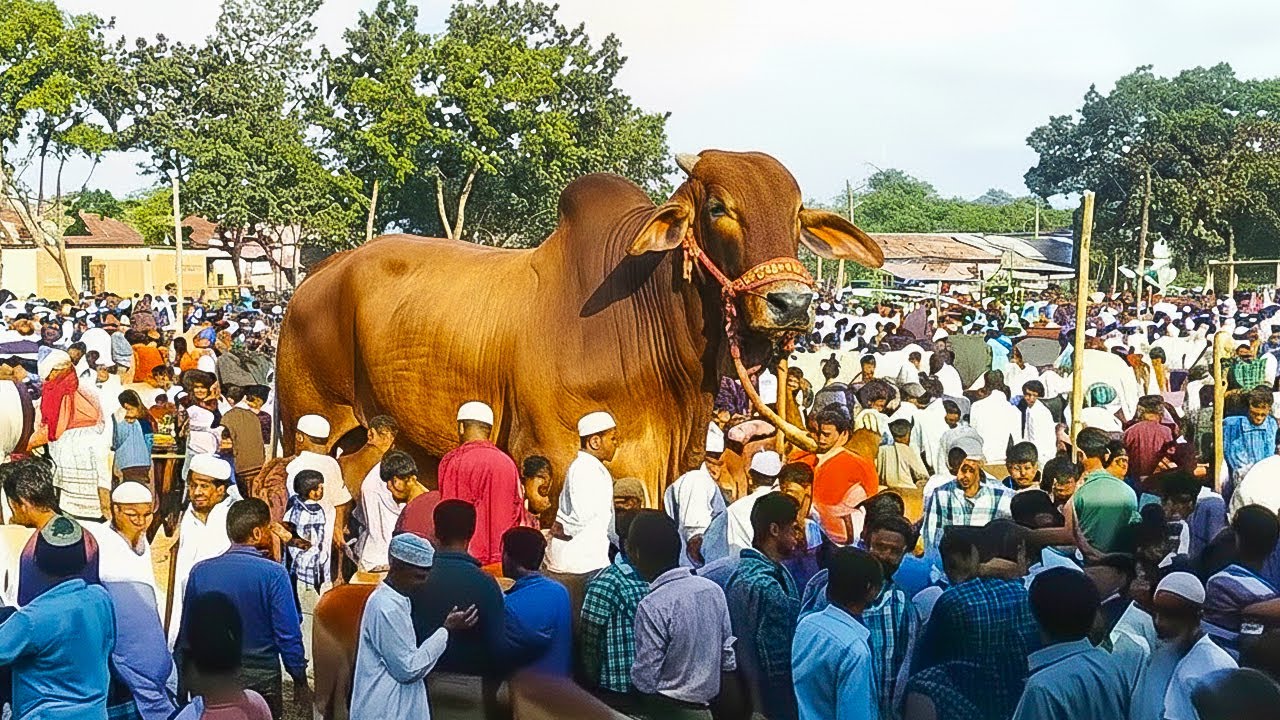 10 самых больших быков на планете Земля