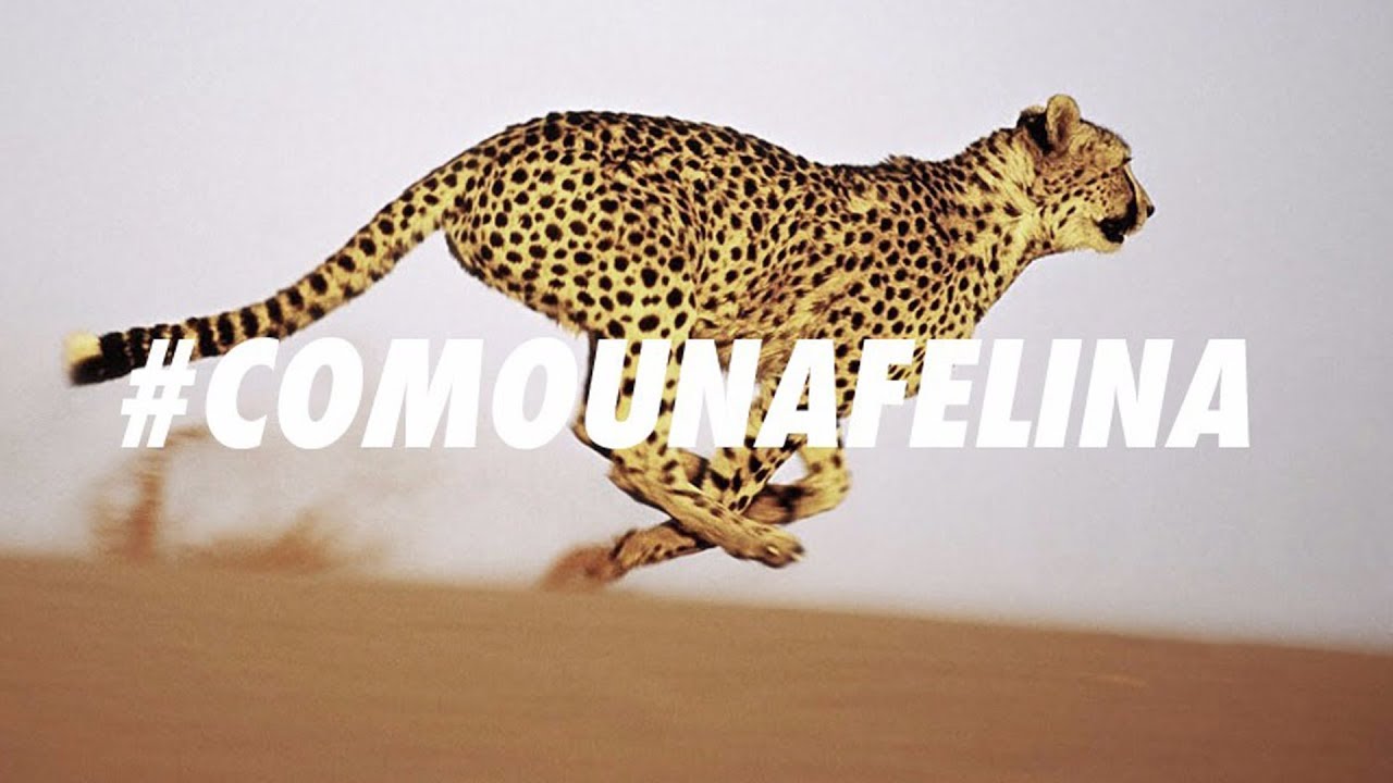 Novato 🐆 COMO UNA FELINA Prod. Vloque