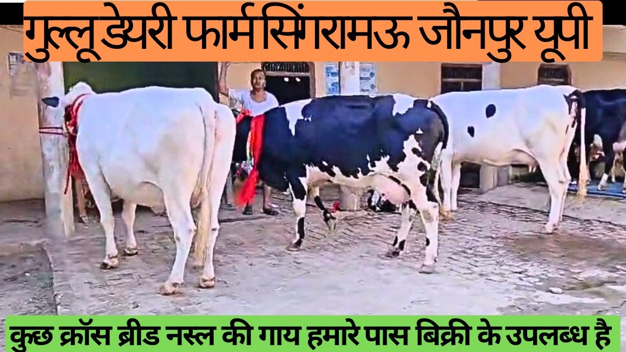 आज क्रॉस ब्रीड नस्ल की गाय सेल के लिए फार्म पर उपलब्ध हैं,Gullu Dairy Farm singramau Jaunpur UP।