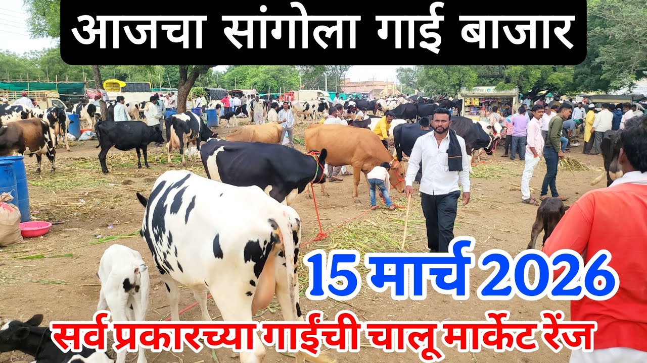 आजचा सांगोला गाई बाजार 15 मार्च, सर्व प्रकारच्या गाईंची चालू मार्केट रेंज Sangola cow market