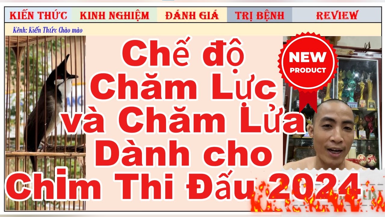 Chế độ chăm Lực và chăm Lửa cho chào mào Thi Đấu 2024-2025//Nhất Tiến Lập