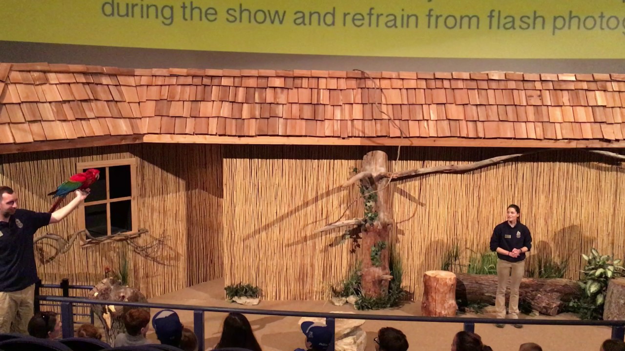 Kansas City Zoo- Wings of Wonder Bird Show