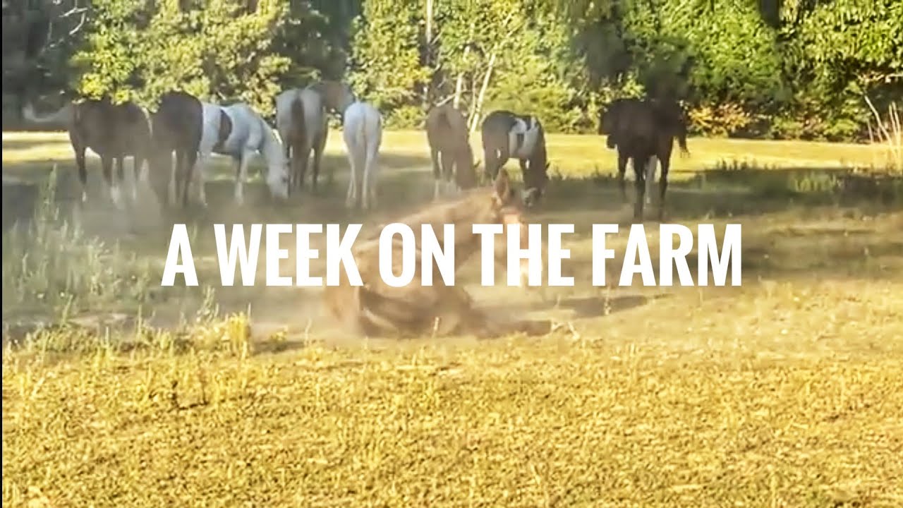 Episode 37 - Our American Cream Draft Horse Breeding Update