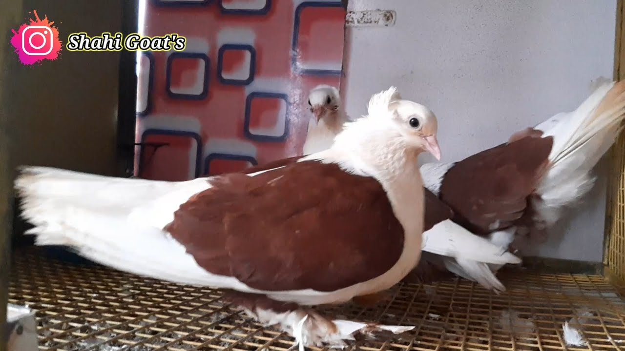 Iranian tumbler saxon sheild pigeon in Someshwar Ratnagiri Irani Tumbler fancy kabootar fancy pigeon