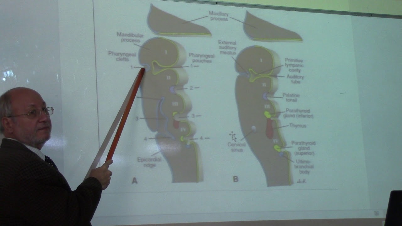 development of the ears by Dr. Wahdan