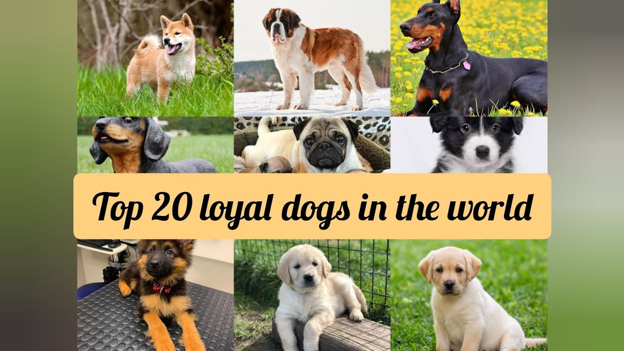 Top 20 loyal dogs in the world.