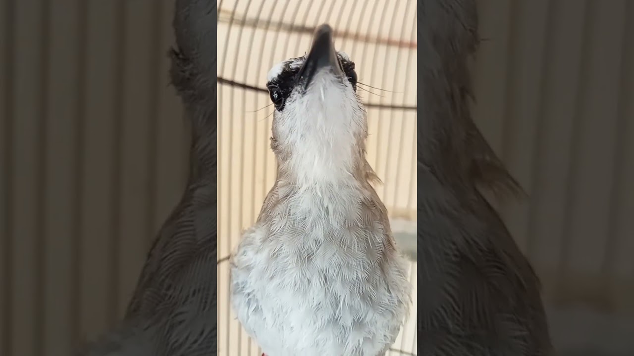 TRUCUKAN BAKALAN CEPAT MENGGARUDA❗❗❗