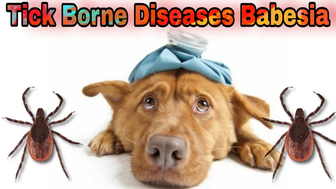 How do you prevent Babesia in dogs? ||  Babesia - Symptoms, Treatment, Prevention - Happypet