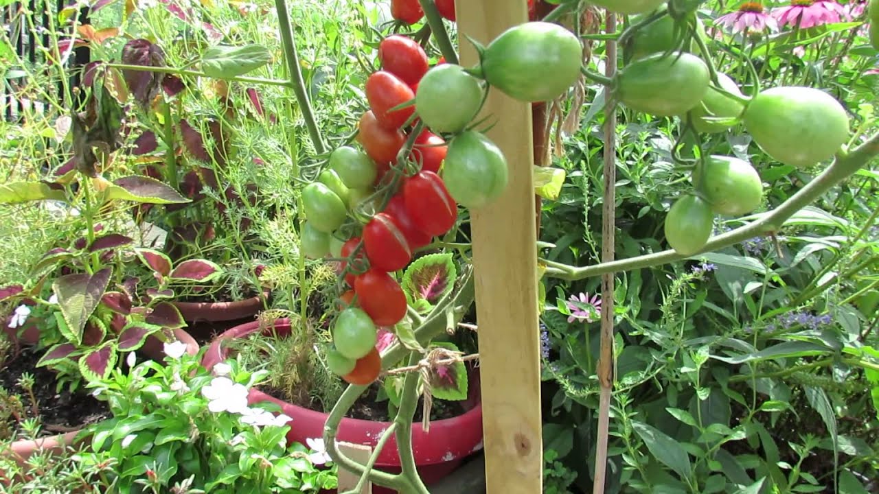 Tomato Profile: 'Grape Tomato' or 'Red Grape Tomato': Huge Production - TRG 2014