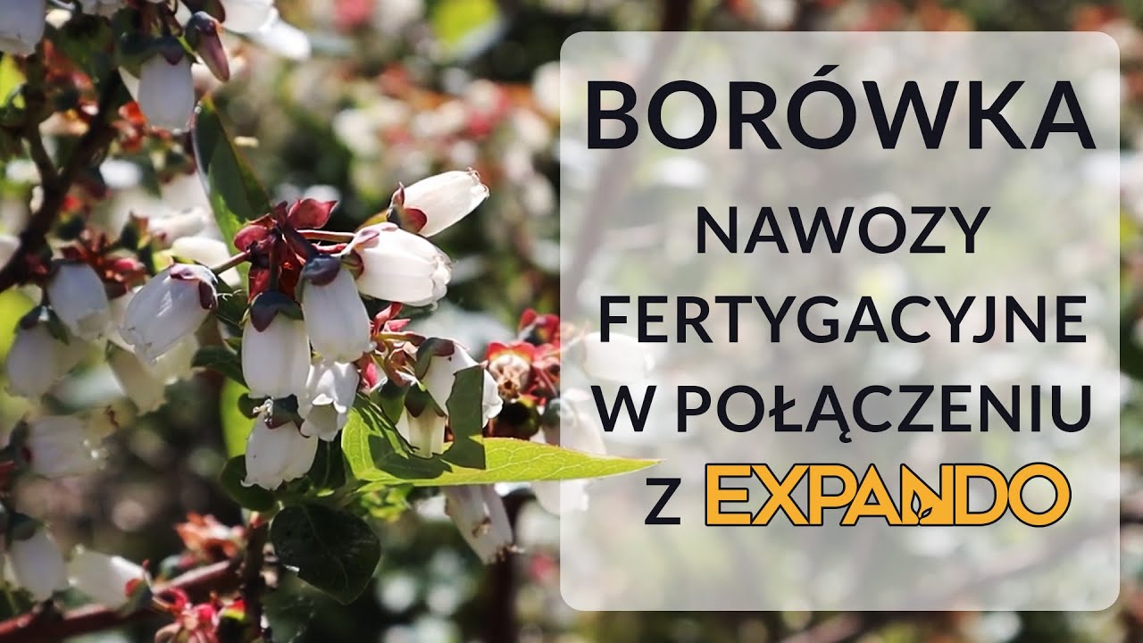 Borówka - Nawozy fertygacyjne w połączeniu z EXPANDO