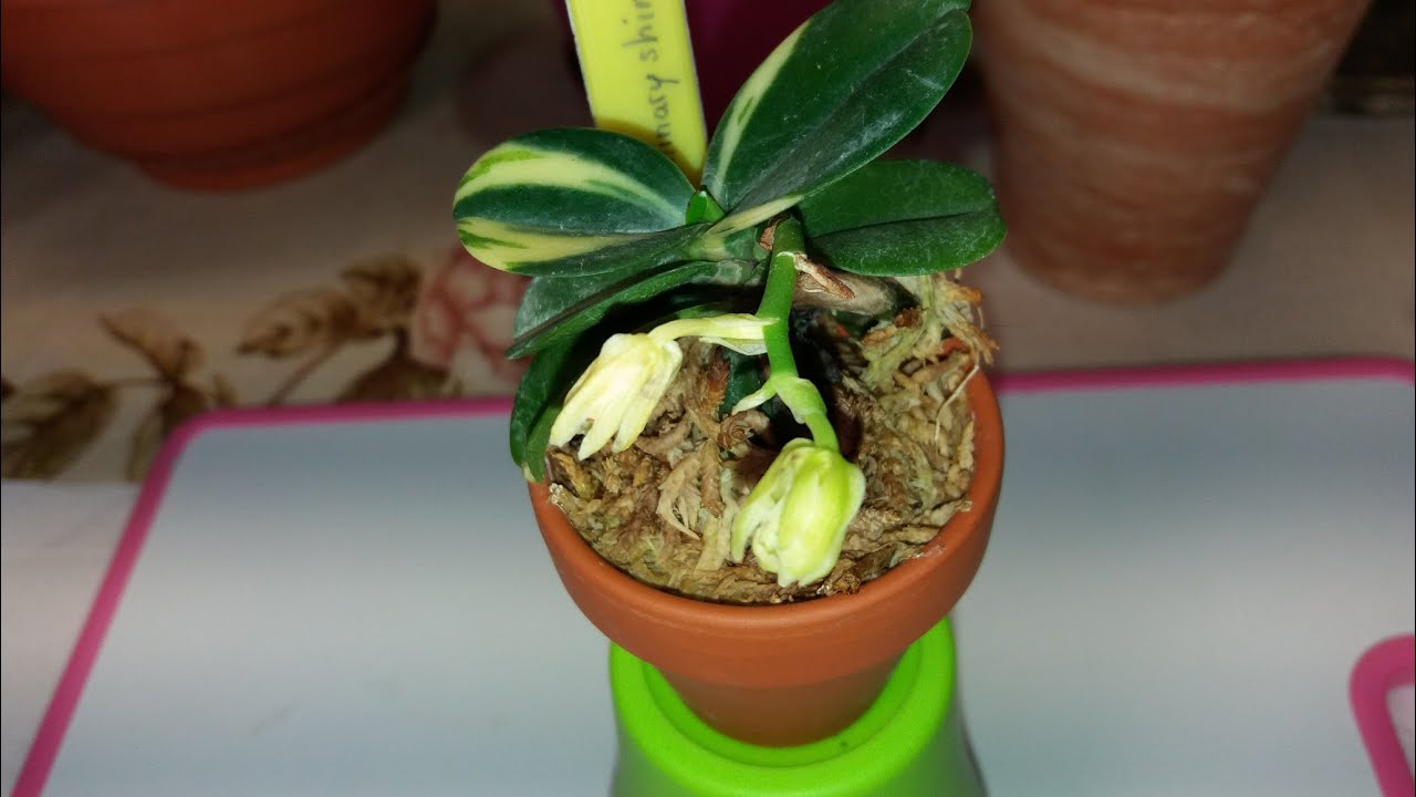 Sedirea japonica отцветает😣