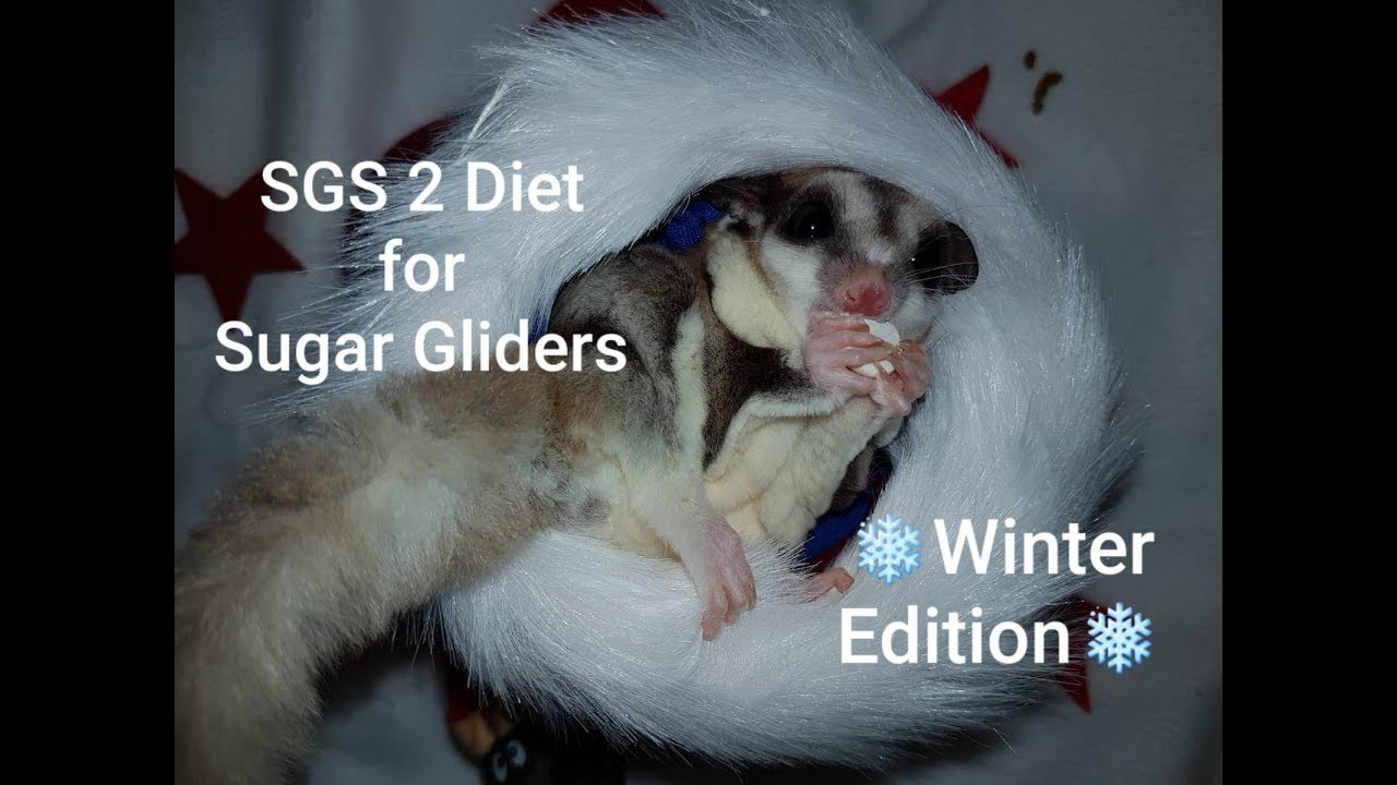 SGS 2 Diet Winter Edition | A Healthy Staple Diet For Sugar Gliders