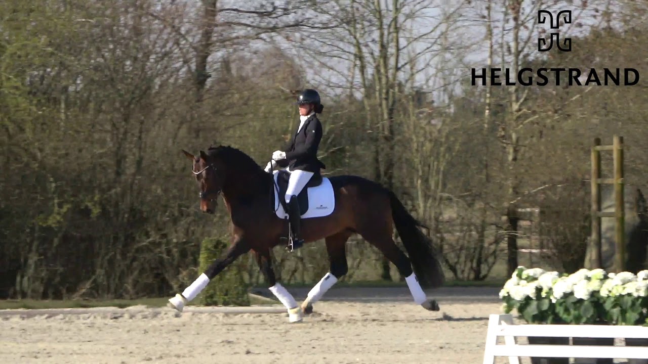 Vendóme by Veneno/Fidertanz, stallion, born 2016