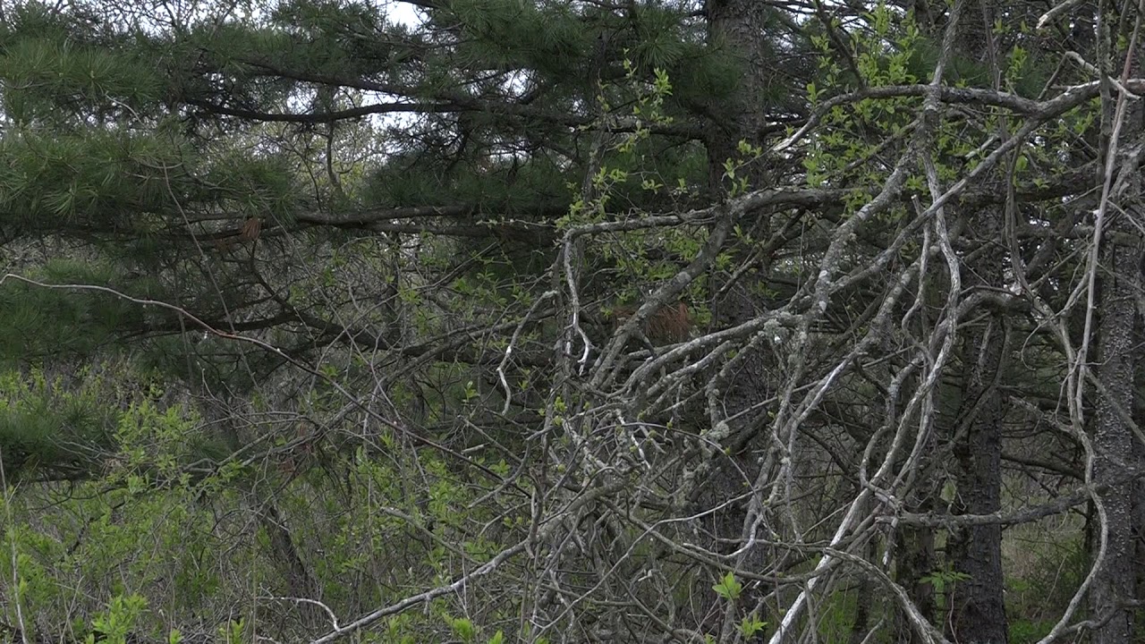 Japanese Bush Warbler song（ウグイス声）