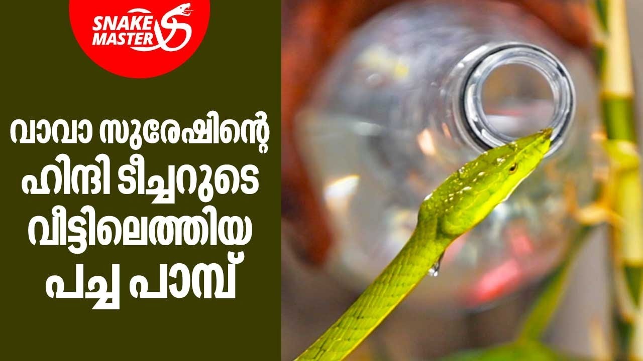 ഹിന്ദി ടീച്ചറുടെ വീട്ടിലെത്തിയ പച്ച പാമ്പ്‌ വാവയെ കടിച്ചു | Vava Suresh | Snakemaster EP 858