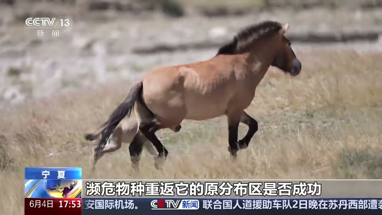 宁夏 普氏野马放归野外 种群规模进一步扩大