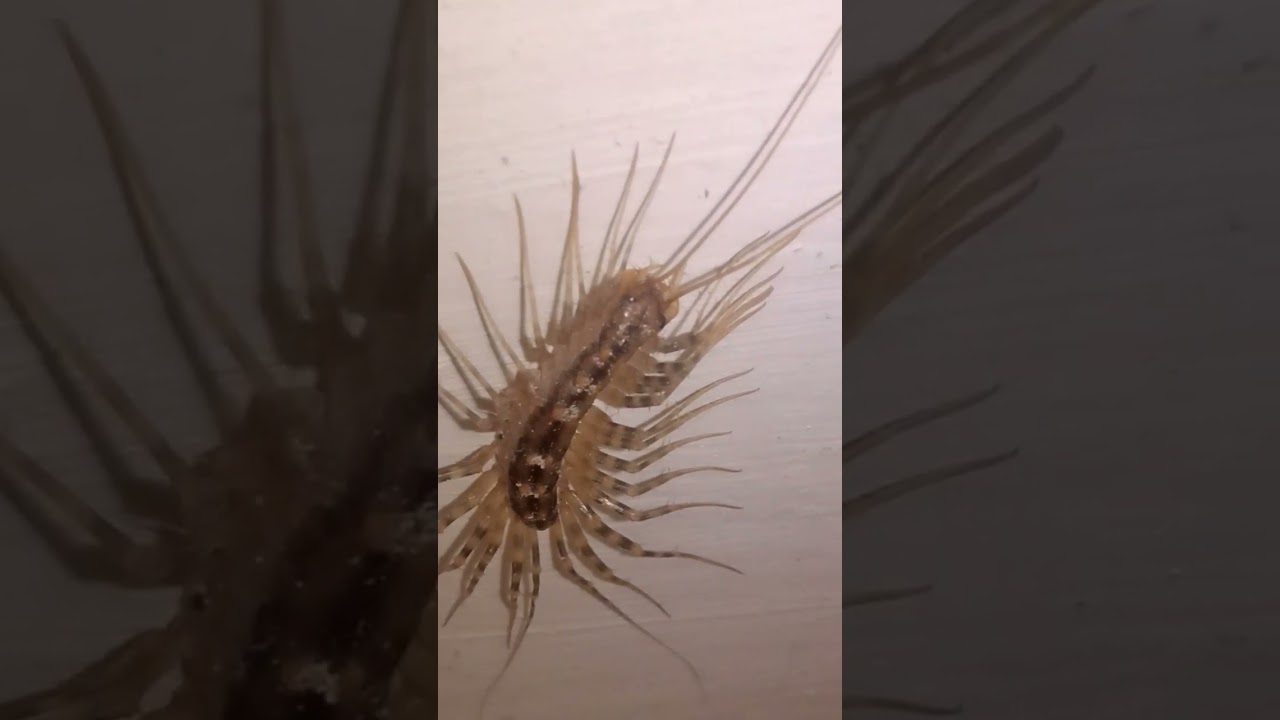 Millipede with Long Legs