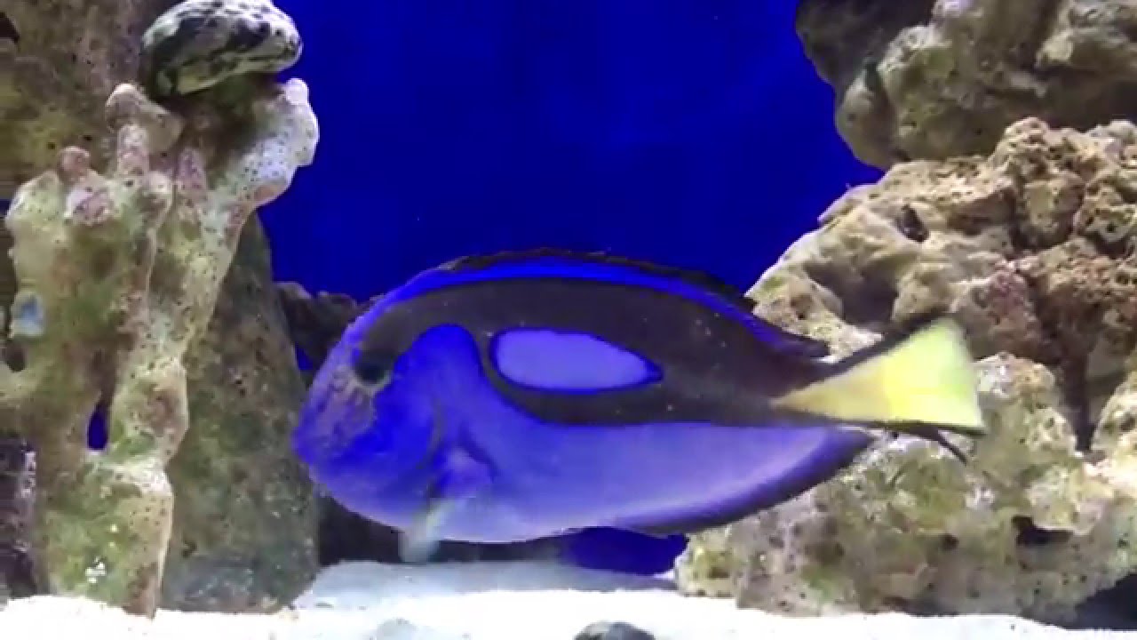 How to cure ick ich naturally Blue Hippo Tang