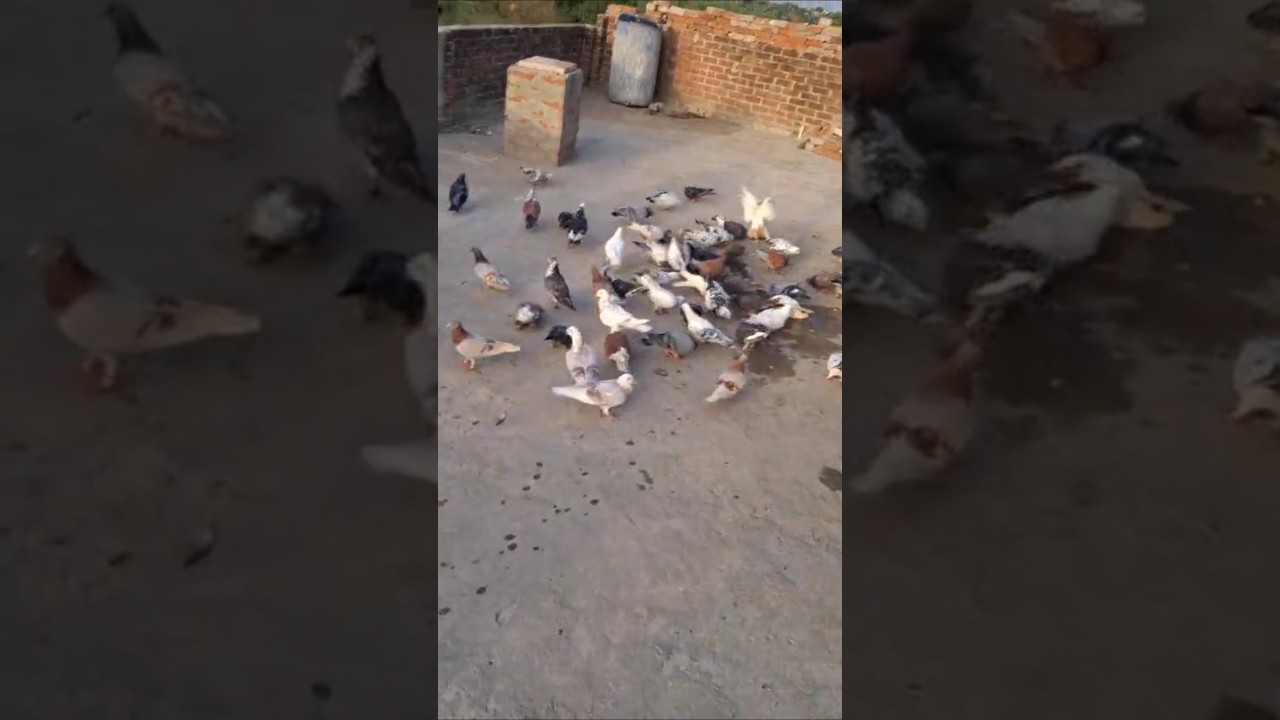 For sale 60 kabootar 91 98978 61137 sampark Karen #shortsfeed #youtubeshorts