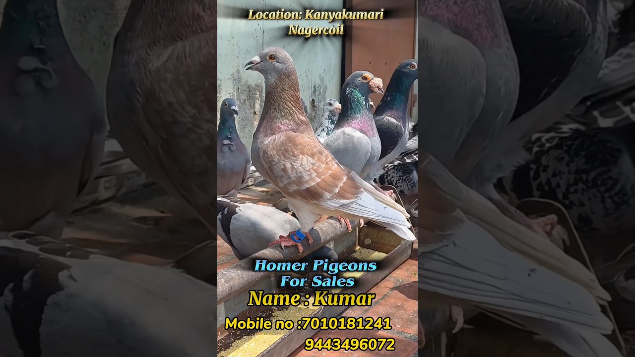 Homer pigeons For Sales 🔥 #kanyakumari #homerloft #race #tips #recordtime #medicine #training #tamil