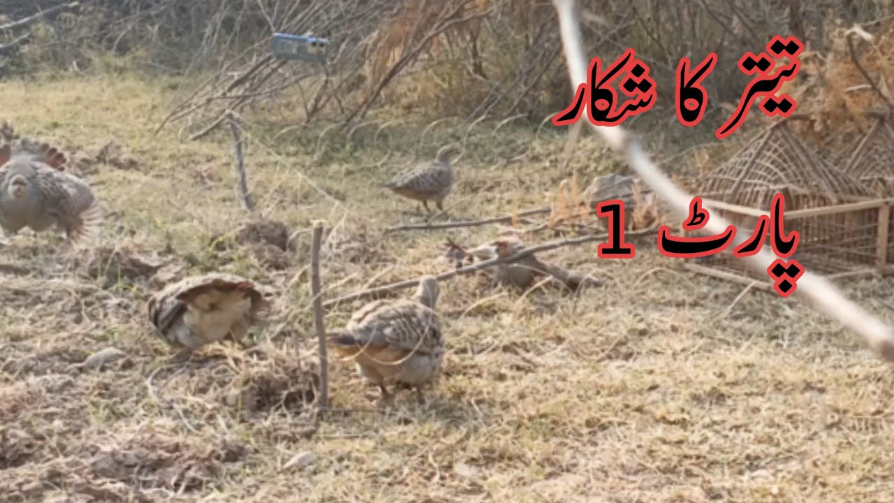 Grey francolin hunting | teetar pakdane ka aasan tarika | Easy way to trap birds#shikari #hunting
