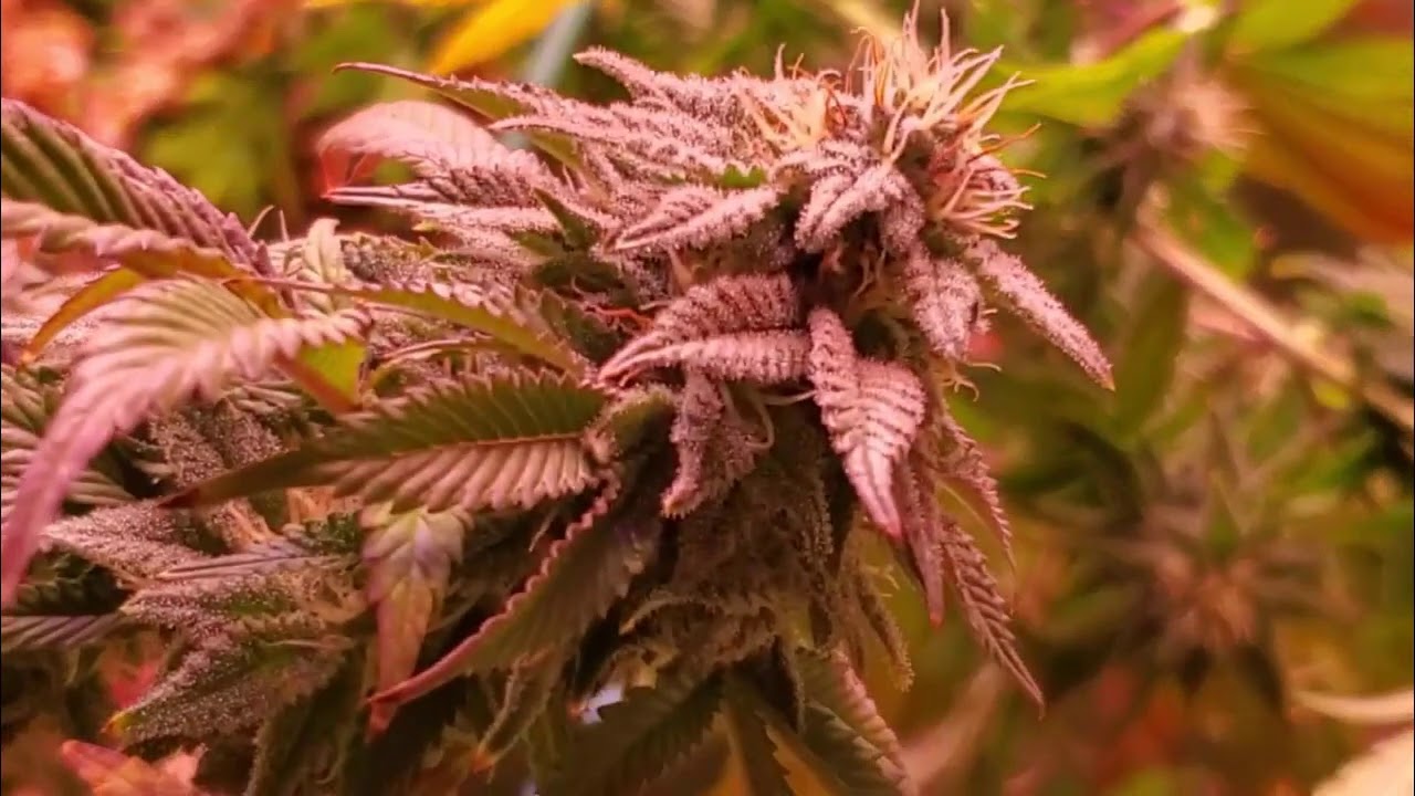 day 33 Juan Herer Max Yield LED