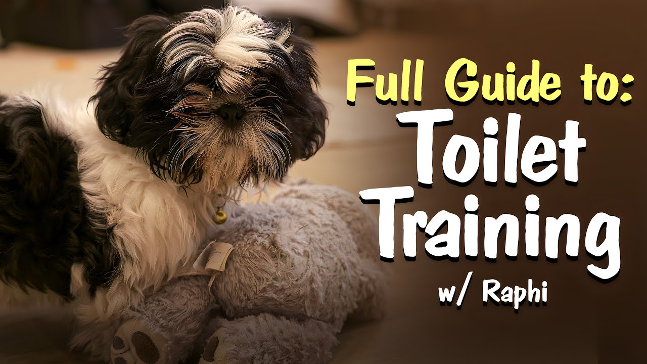 How to Toilet Train Your Puppy: Complete Training Guide!