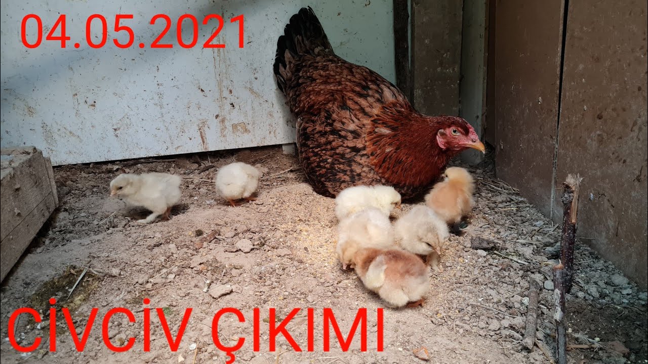 CİVCİV ÇIKIMI