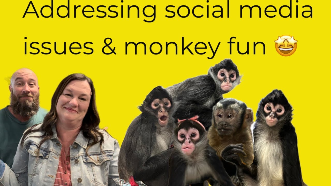 Let’s watch the monkeys have fun 🩵#spidermonkey #capuchin #family