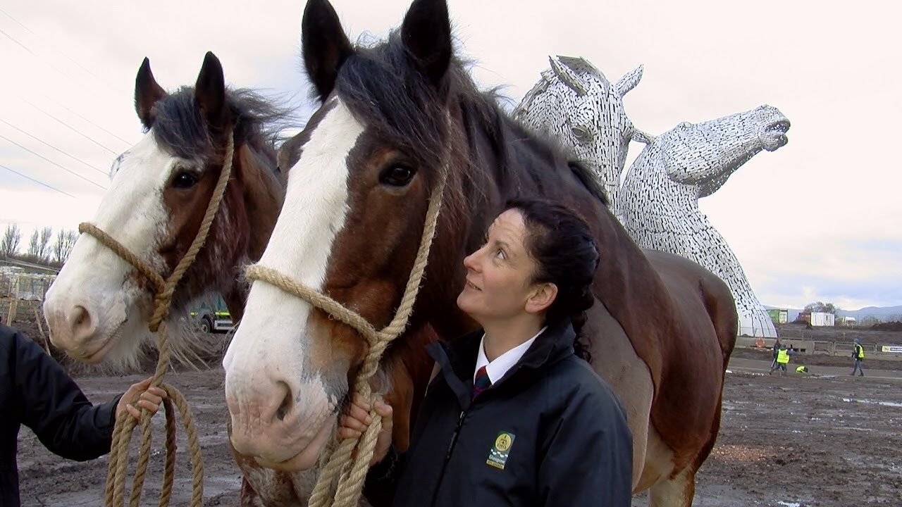 Rehomed Clydesdale Baron towers over Scotland