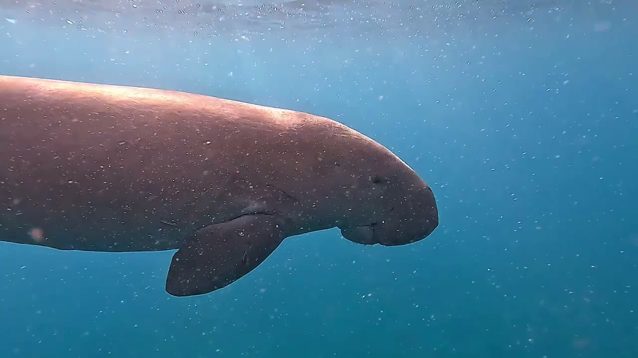 Schildkrötenfrühstück und die Seekuh am Hausriff des Shams Alam Mai 2025