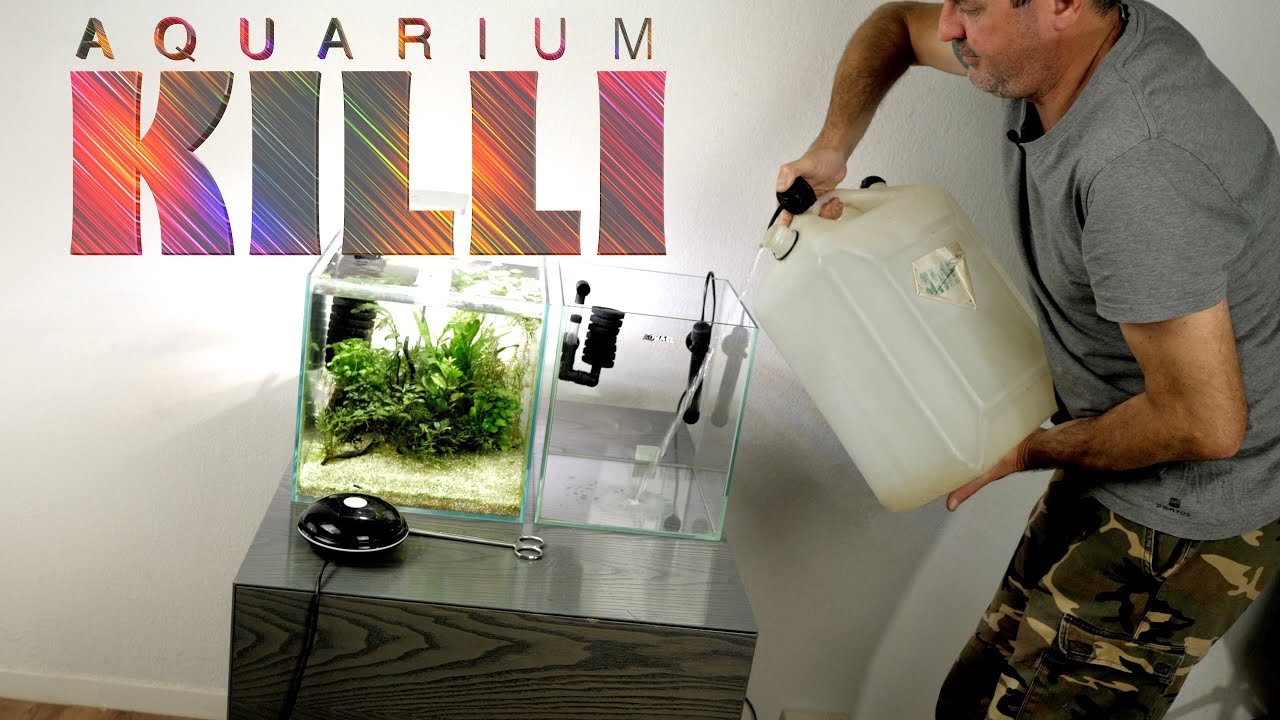 Aquarium d'élevage pour Killis (Floraquatic)