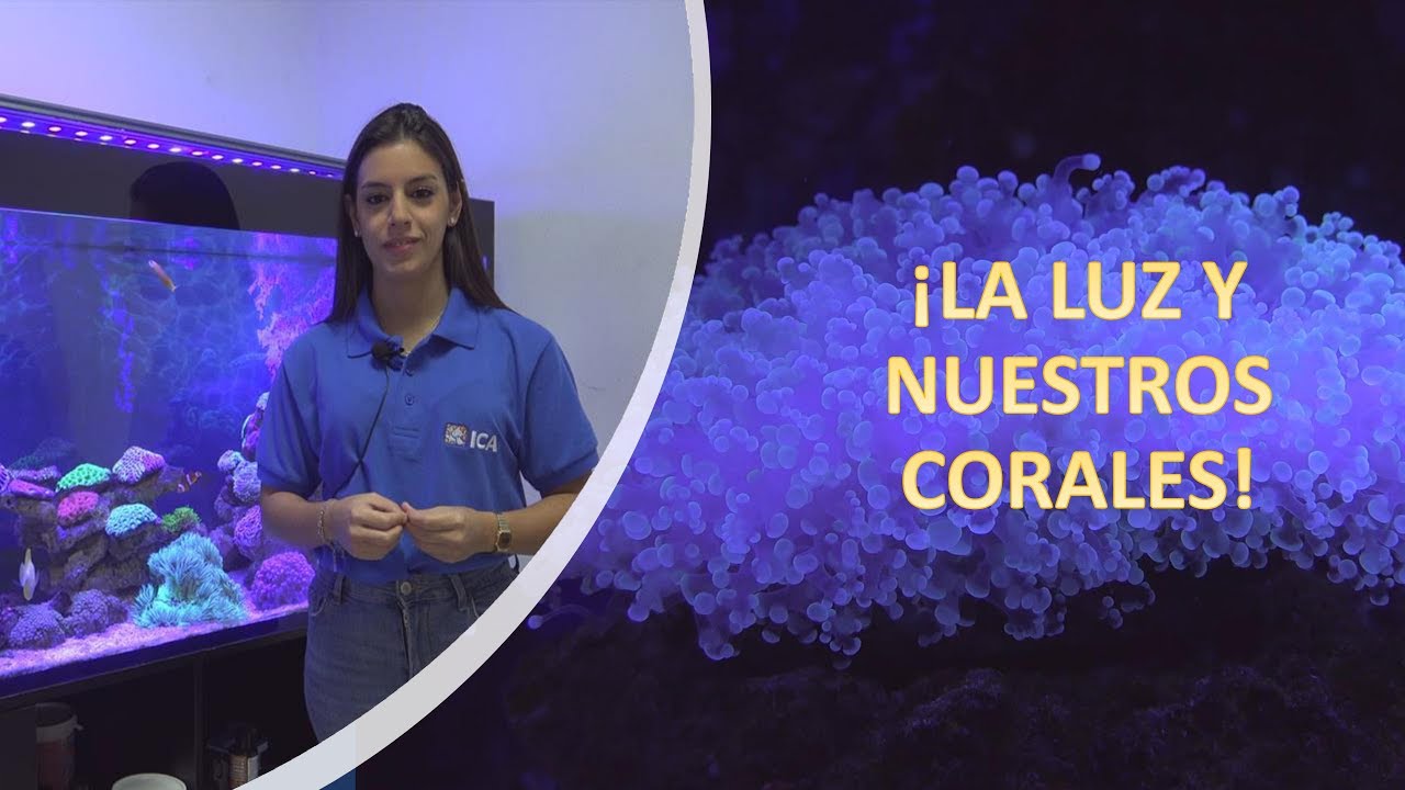 Luz y corales en acuarios marinos