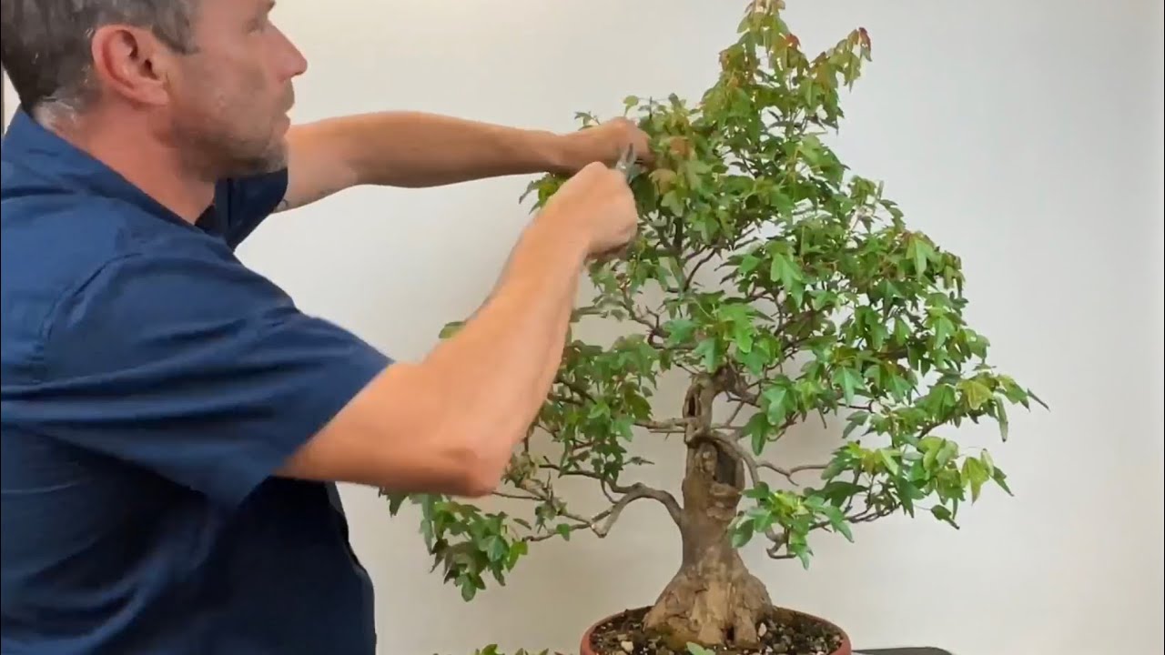 🇩🇪 Acer buergerianum Pre Bonsai  Beschreibung und Arbeiten