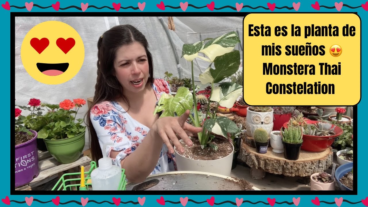 Estoy feliz!!! Trasplante de la Monstera Thai Constalation 😍❤️ por fin tengo esta belleza! Cuidados