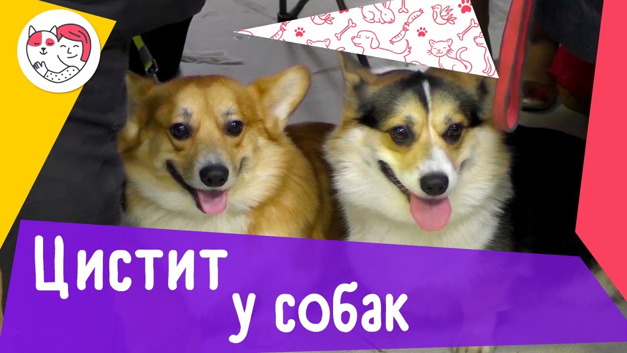 6 популярных вопросов про цистит у собак
