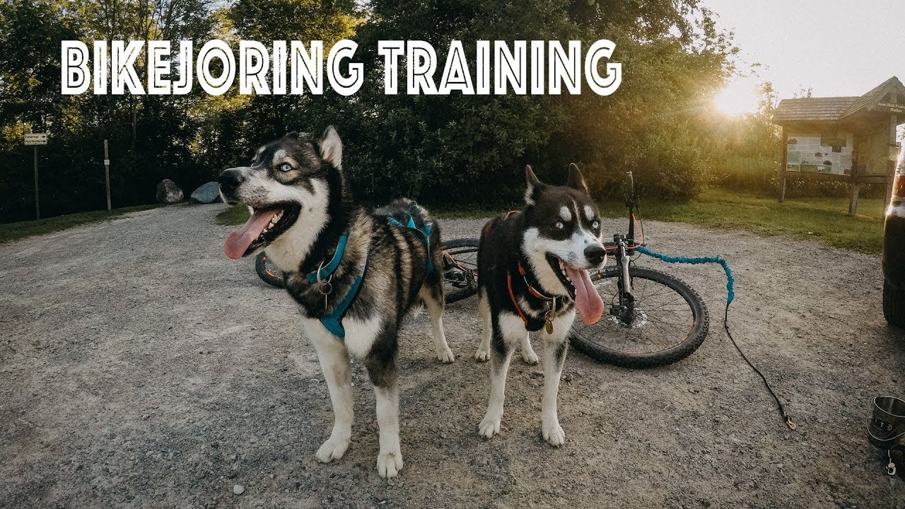 Bikejoring Training - Biking with dogs
