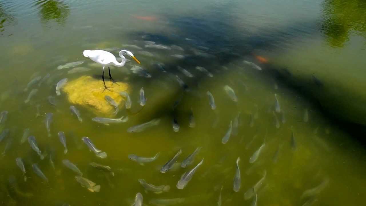 CZAPLA BIAŁA (Ardea alba) prawdopodobnie niedowidząca