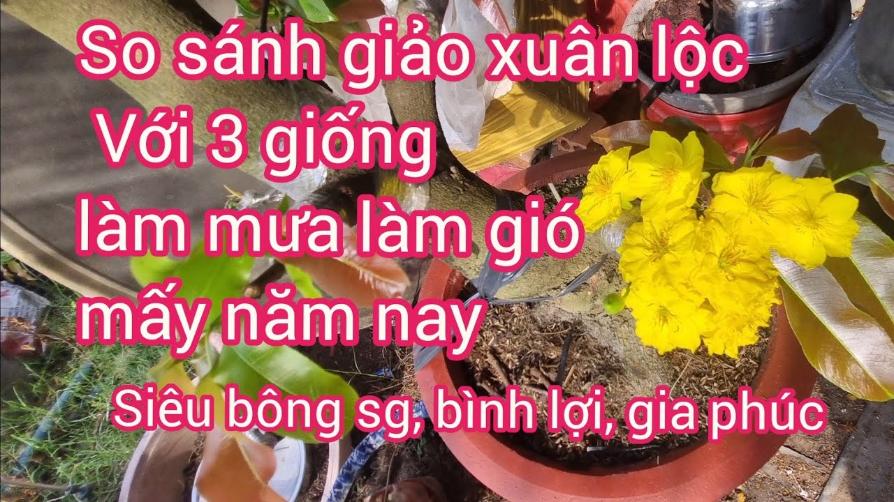 So sánh giảo xuân lộc Với sbsg ,bl gia phúc 
